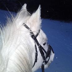 Arabisk fuldblod (OX) Mr M - Prinsen.