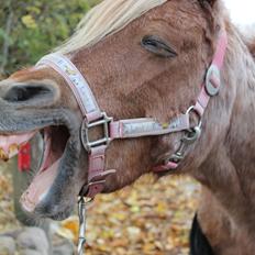 Welsh Pony (sec B) DORYELLA †Sov Sødt†