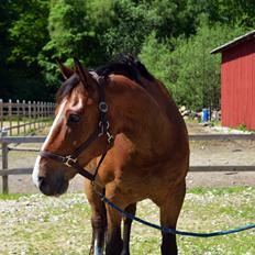 Dansk Varmblod Cenzier