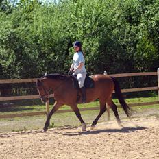 Dansk Varmblod Cenzier