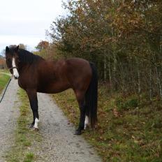 Dansk Varmblod Cenzier