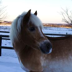 Haflinger STACHUS