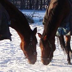 Dansk Varmblod Damgårdens Magic Light