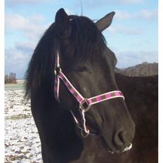 Anden særlig race Briza