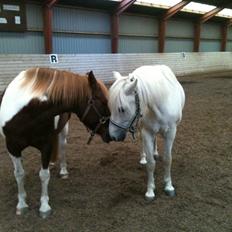 Anden særlig race Indi