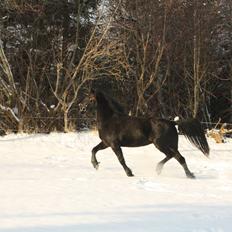 Anden særlig race Nala