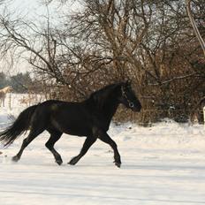 Anden særlig race Nala