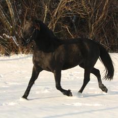 Anden særlig race Nala