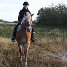 Tyroler Haflinger | Savage