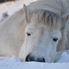Islænder Hlín fra Helgenæs<3
