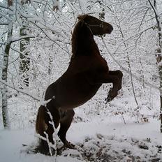 Welsh Cob (sec D) Flora <<3