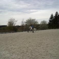 Anden særlig race Sandy