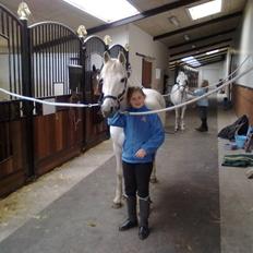 Anden særlig race Sandy