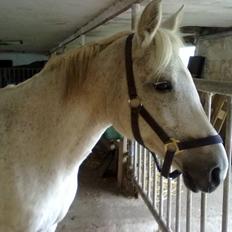 Anden særlig race Sandy