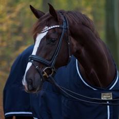 Dansk Varmblod Toftegaards Catwalk