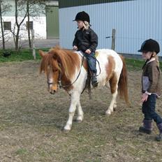 Anden særlig race Spirit