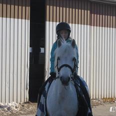 Anden særlig race Cornelius