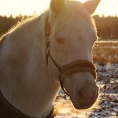 Connemara » Flying Dutchmann