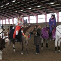 Welsh Cob (sec D) Møllegårdens Danzih R.I.P. Savnet