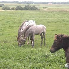 Knabstrupper Makur :-)(solgt)