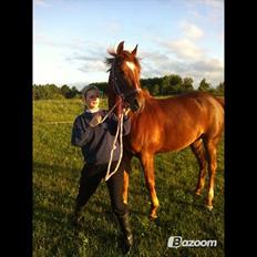 Anden særlig race Potter (Rideskole hest)