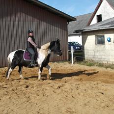 Irish Cob Crossbreed Deaklan [ Tidligere hest ]