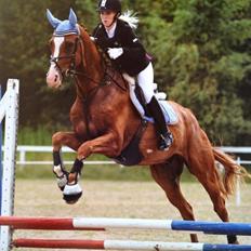 Dansk Varmblod Birkemosegaards Toronto