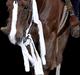 Appaloosa SSF Mr. Snip N Go