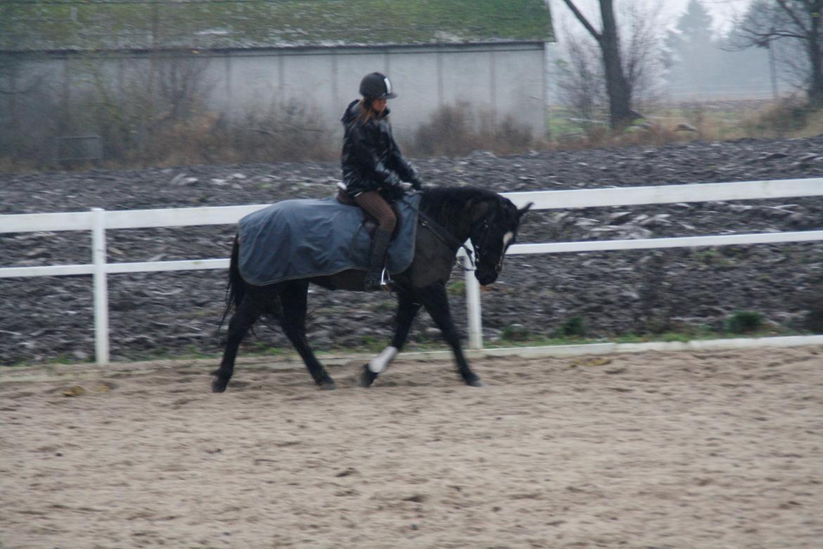 Svensk Sportspony  Blackie Brown :) - dressur kan vi nu <3 min dressur pony <3 foto (far) billede 14