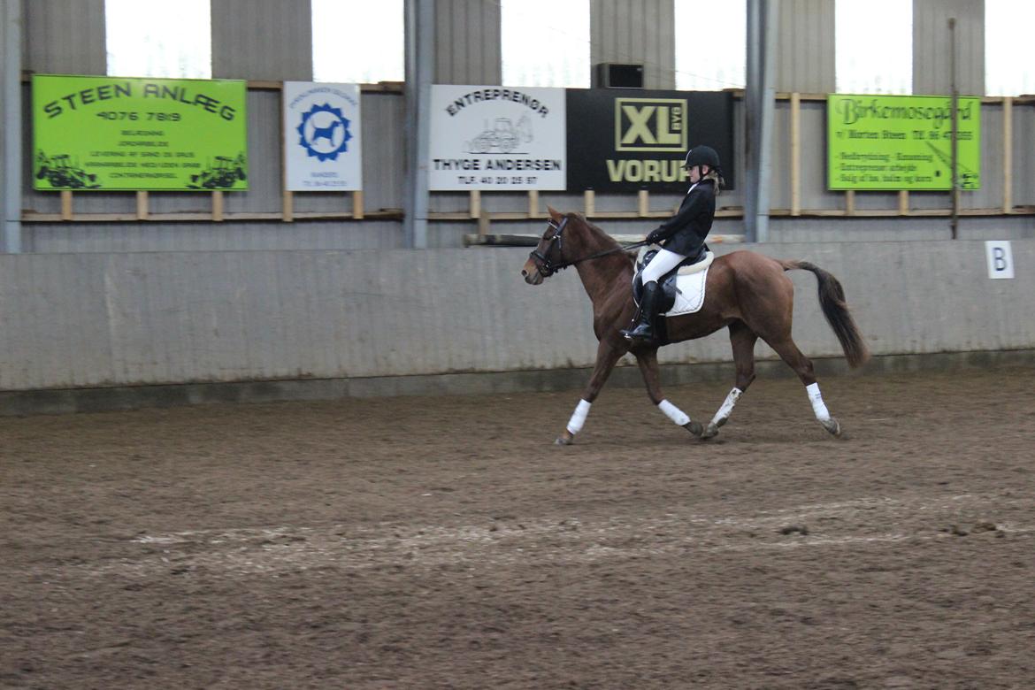 Hollandsk Sportspony Jasmijn Hoeve's Ginger - Linea i LD1
Første stævne billede 12