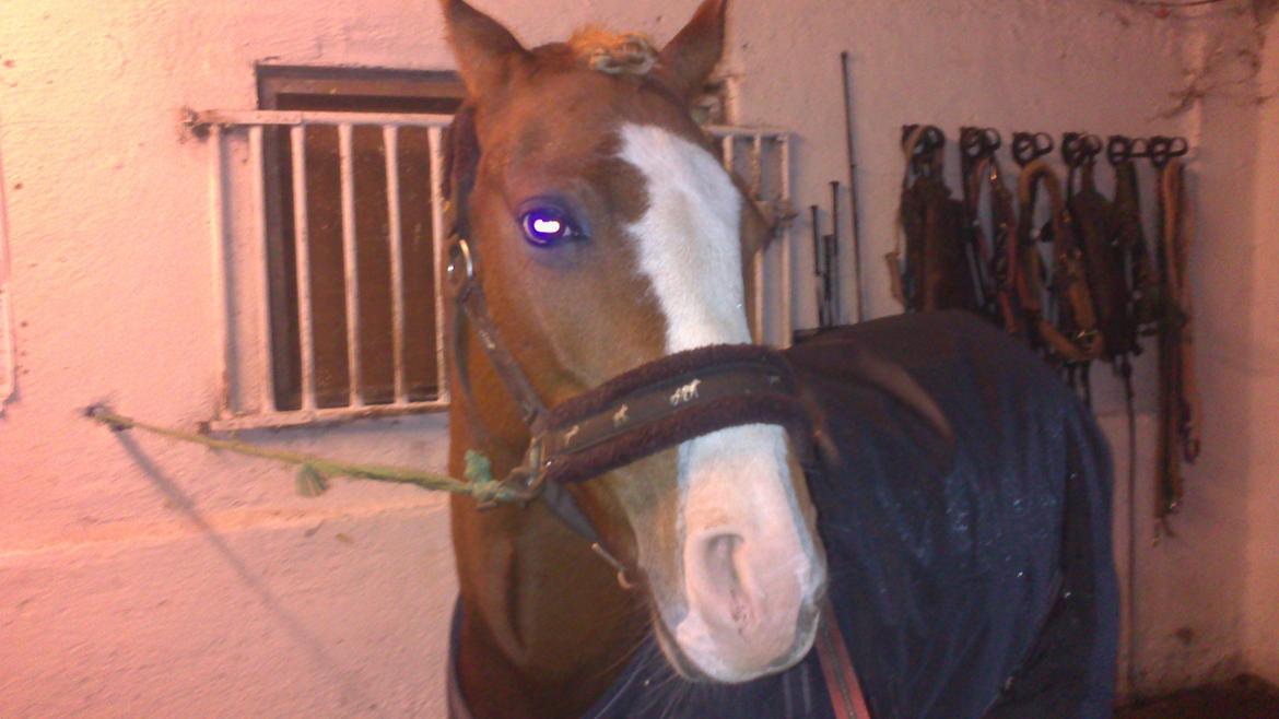 Hollandsk Sportspony Current billede 2