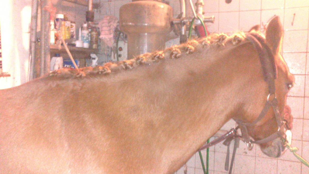 Hollandsk Sportspony Current billede 8