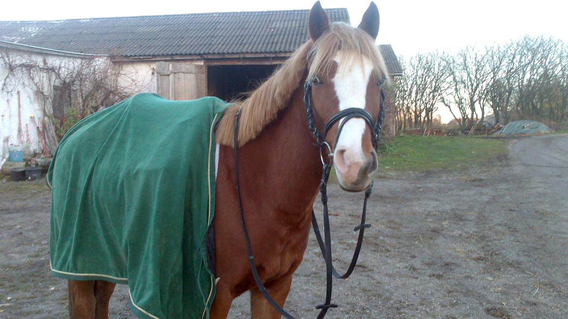 Hollandsk Sportspony Current billede 1