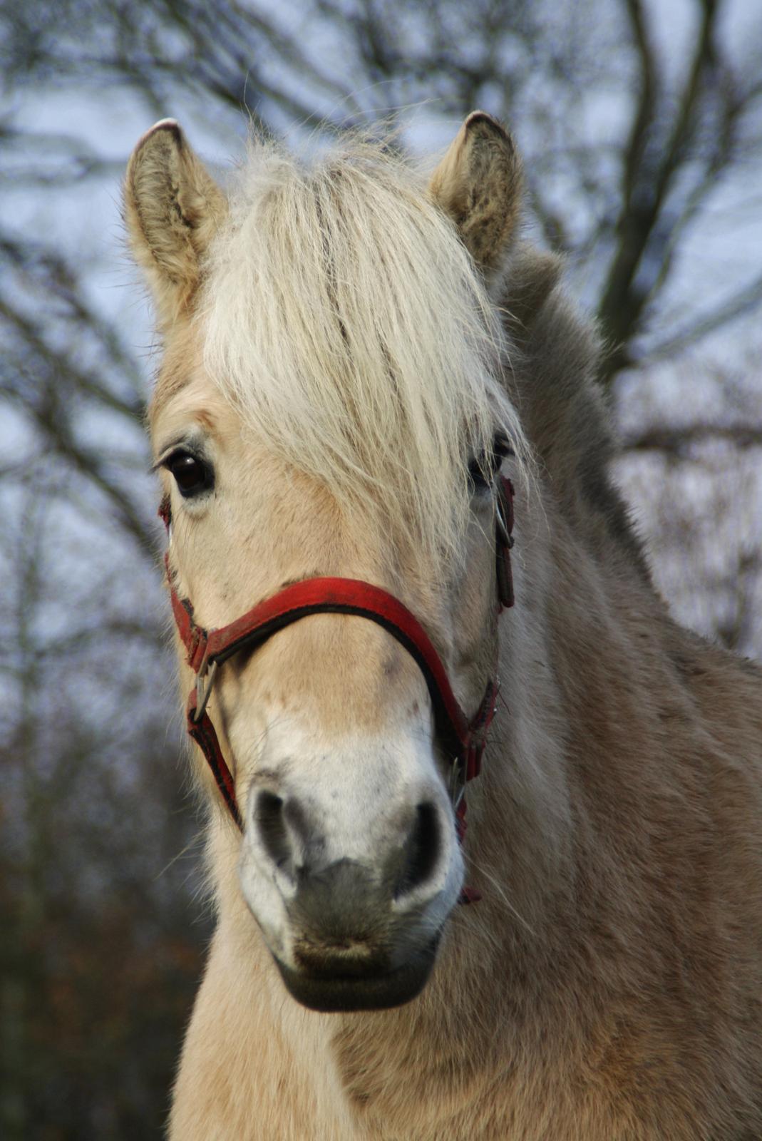 Fjordhest Fe dyret <3 (passer) - Smukke billede 2