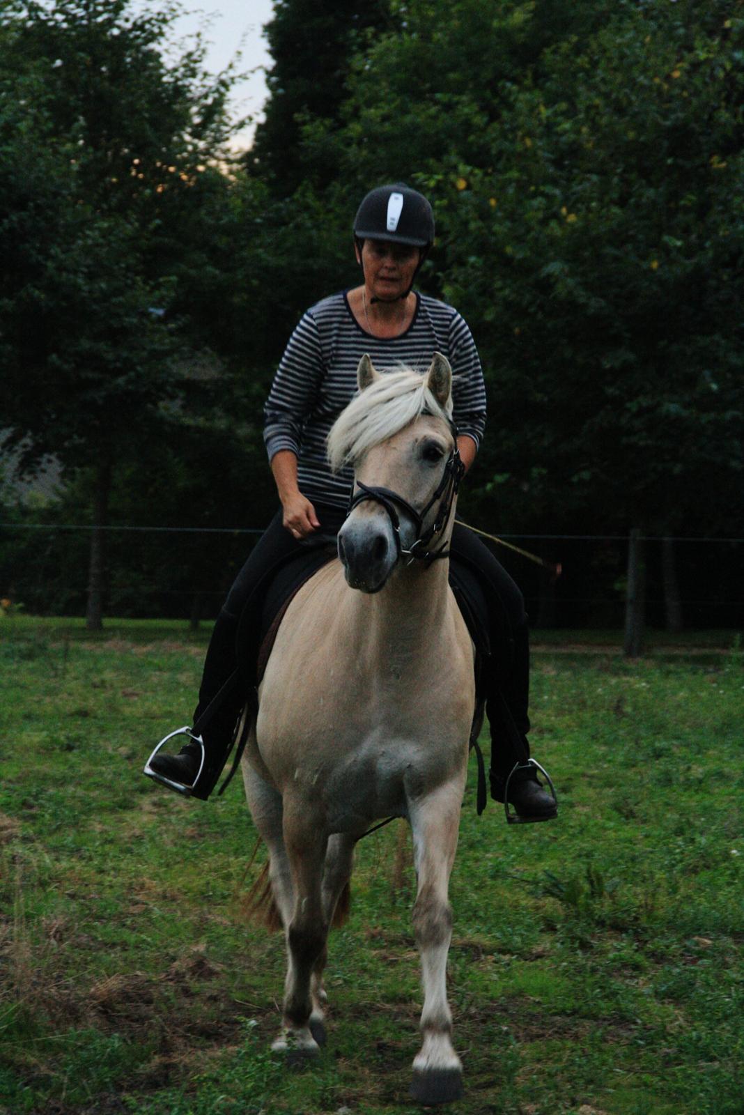 Fjordhest Fe dyret <3 (passer) billede 9