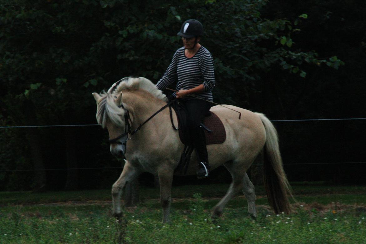 Fjordhest Fe dyret <3 (passer) billede 14