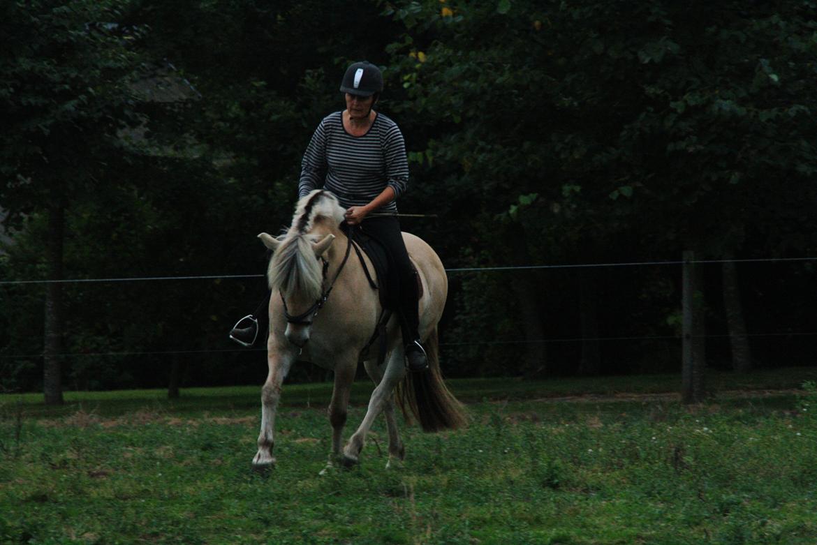 Fjordhest Fe dyret <3 (passer) billede 11