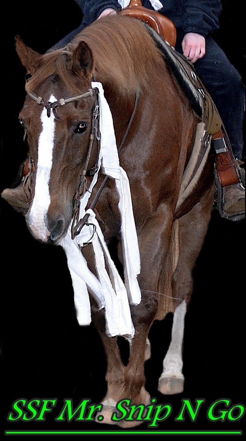 Appaloosa SSF Mr. Snip N Go - NO HATE :3 billede 1