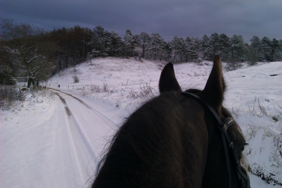 Frieser AKKE FAN DE SLACHTEDYK (Red og passede) - Dejlig juletur i sneen d.30 nov. 2012. billede 20