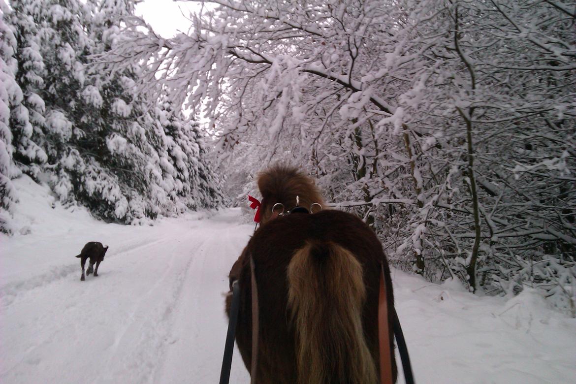 Shetlænder KJÆRSGAARDS AMINA - På juletur med kælk sammen med Maggi (vores hund) d.4.dec. 2012  :) billede 17