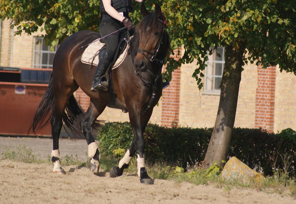 Anden særlig race Flying Maddie billede 12