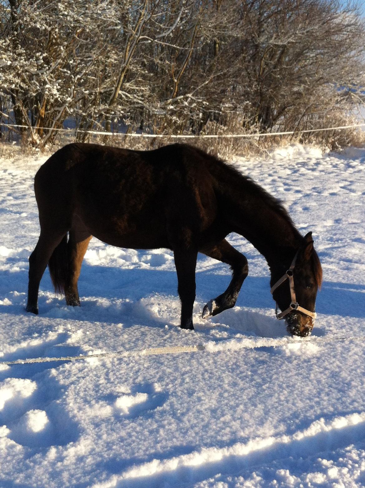 Anden særlig race Egebæks Bailey <3 billede 15