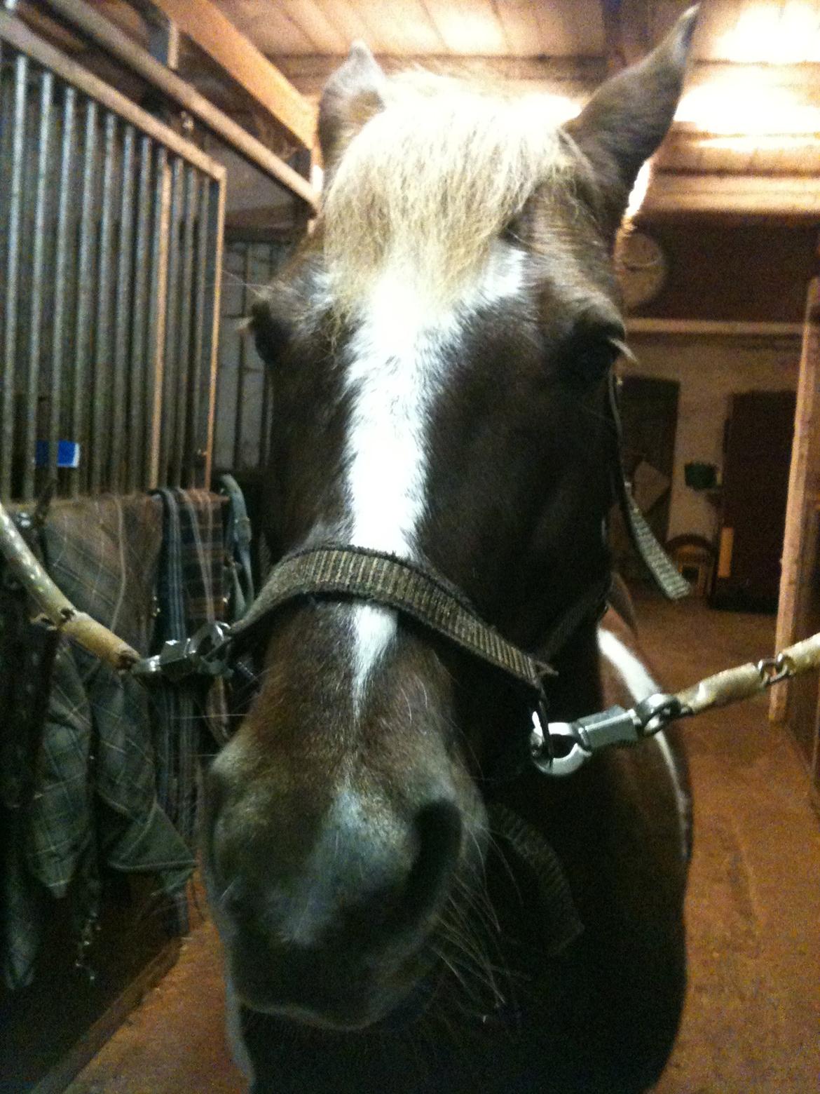 Anden særlig race Indi billede 1