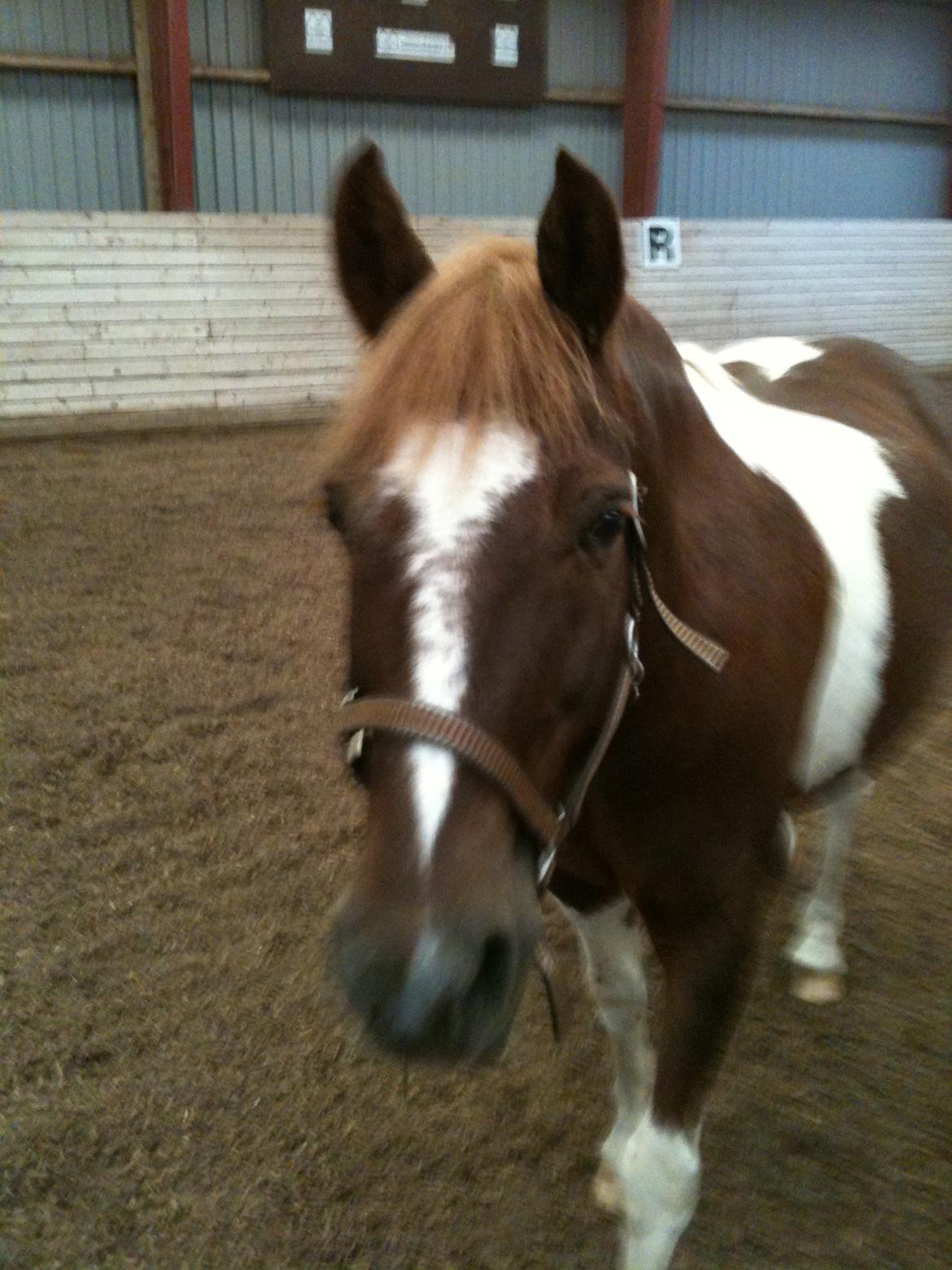 Anden særlig race Indi billede 2