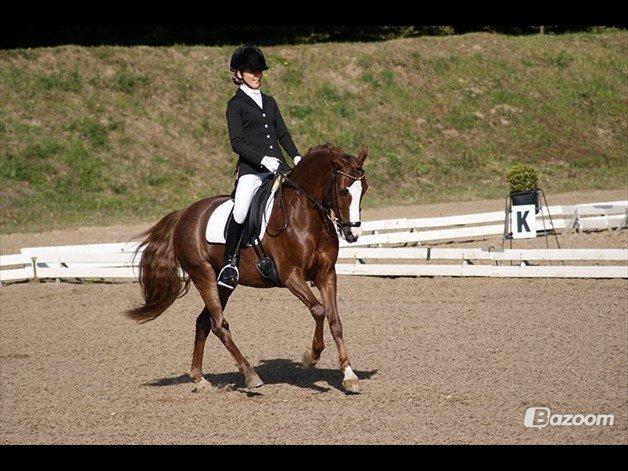 DSP Amadeus A.M billede 5