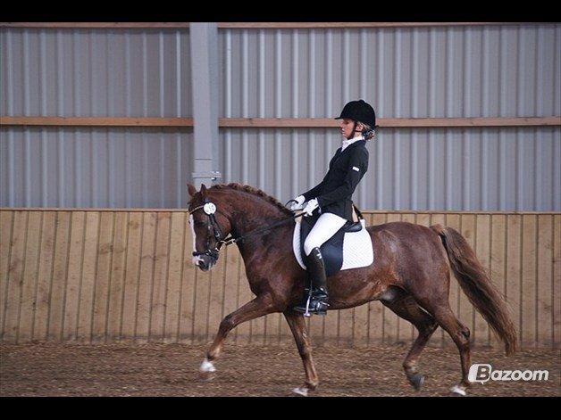 DSP Amadeus A.M billede 8