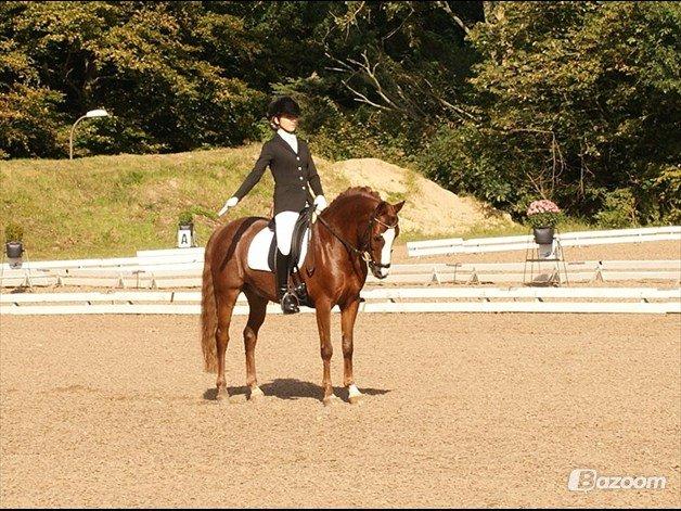 DSP Amadeus A.M billede 11