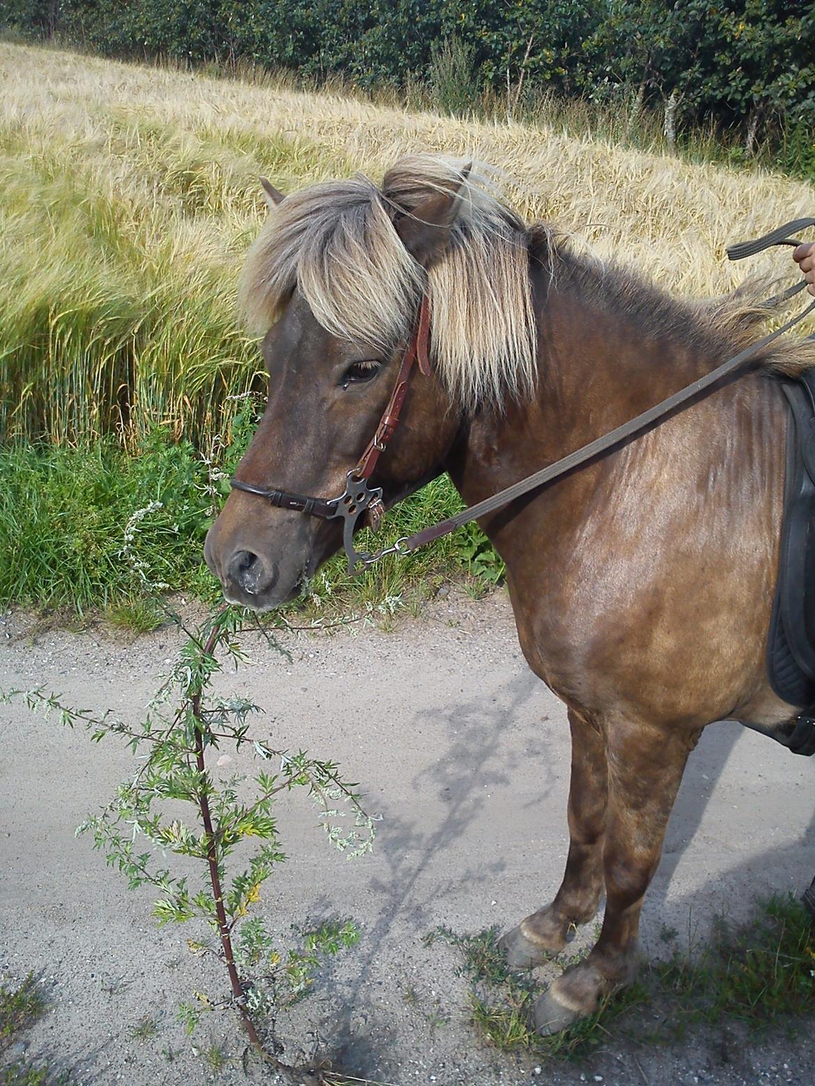 Islænder Kjalar fra Mertehøjen - Skal som altid have madpakken med når vi skal på tur...:) billede 3