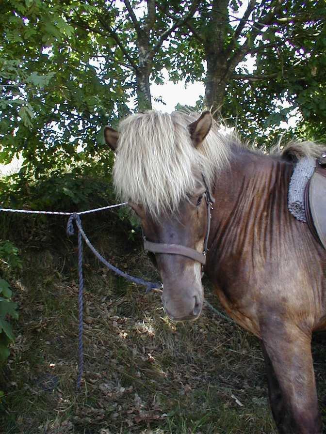 Islænder Kjalar fra Mertehøjen - Fiin! billede 2