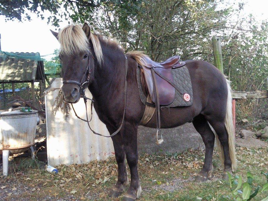 Islænder Kjalar fra Mertehøjen billede 10